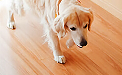犬の歩行に配慮した“滑りにくさ”を実現イメージ